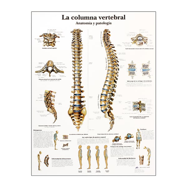 Tableau d'anatomie : colonne vertébrale